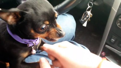 Un "Angelo" di Cagnolino che NON vuole Andare con la Mamma!