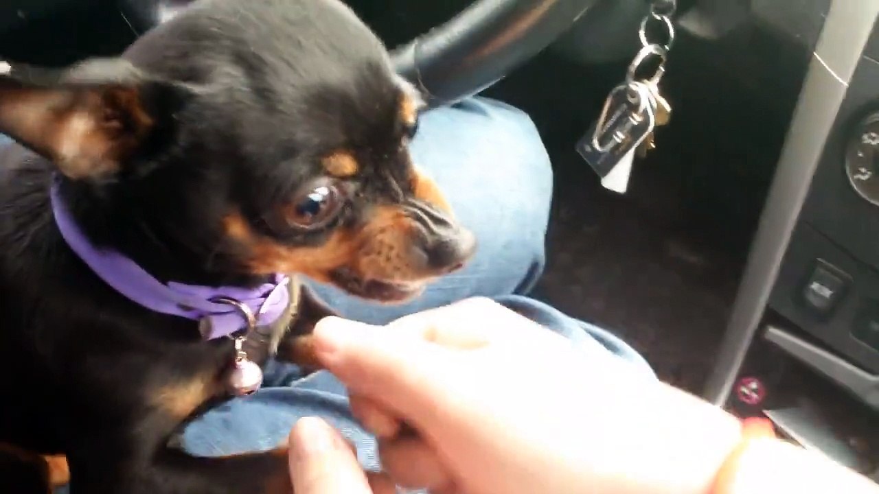 Un "Angelo" di Cagnolino che NON vuole Andare con la Mamma!