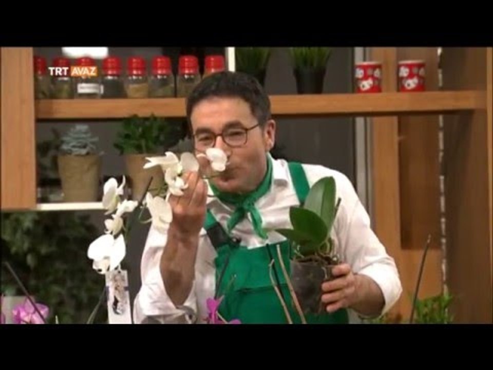 Orkide Bakımı Nasıl Yapılır? - Erkan Şamcı ile...