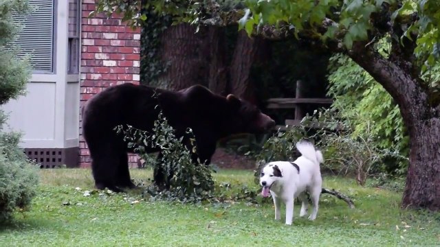 Ce petit chien s'attaque à plus gros que lui... Enfin, il abandonne vite cette idée