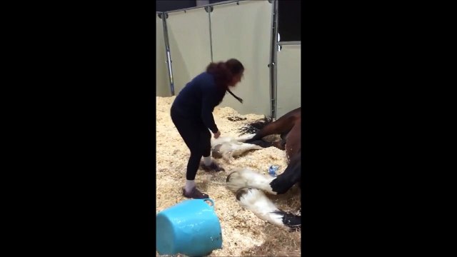 Un cheval paresseux ne veut pas aller s’entraîner