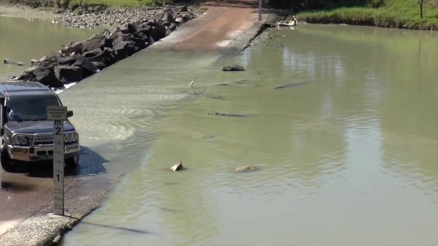 2 crocodiles traversent une route inondée pour pêcher devant des touristes