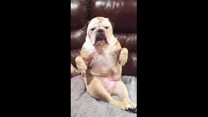 Bouledogue en mode RELAX sur le canapé