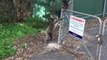 Koala Mum Rescues Cub Stuck on Fence