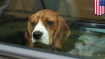 California now allows you to smash through a stranger’s car window to rescue an overheating dog