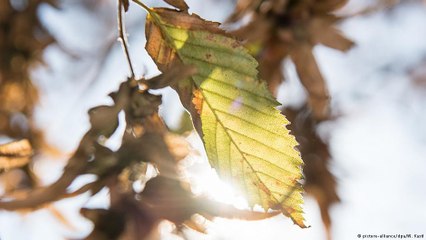 É possível criar uma fotossíntese artificial?