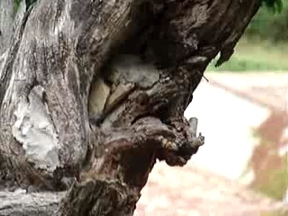 Arbre fantastique à Rennes-les-Bains