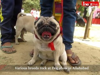 Various breeds rock at Dog show 2016 in Allahabad