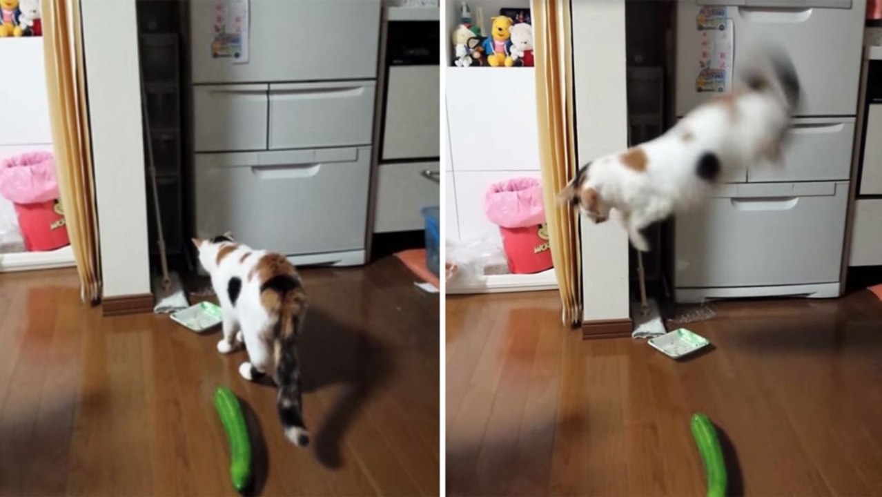 COMPILATION GATTI VS CETRIOLI!! (FUNNY VIDEO)