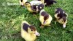 Duckling 'attacks' mobile phone