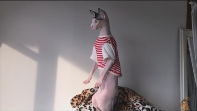 Котик породы СФИНКС на посту !