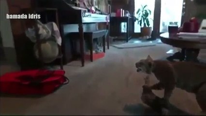 arizona auto insurance quote