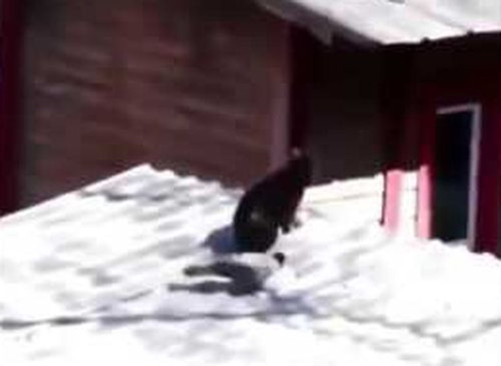 Impressionnante bagarre entre deux chats et un oiseau.