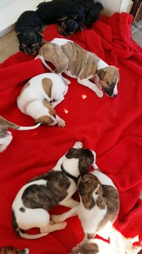 Chiots Whippet 2016