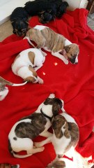 Chiots Whippet 2016