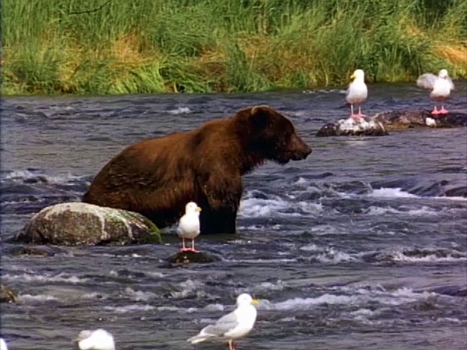 Bear_1_1