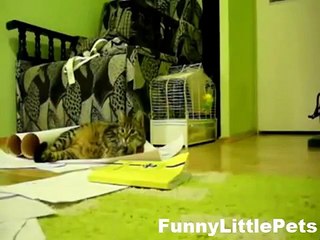 Funny Animal Video Funny Cat playing catch game