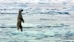 Attaque d'un ours blanc sur un phoque au Groenland !