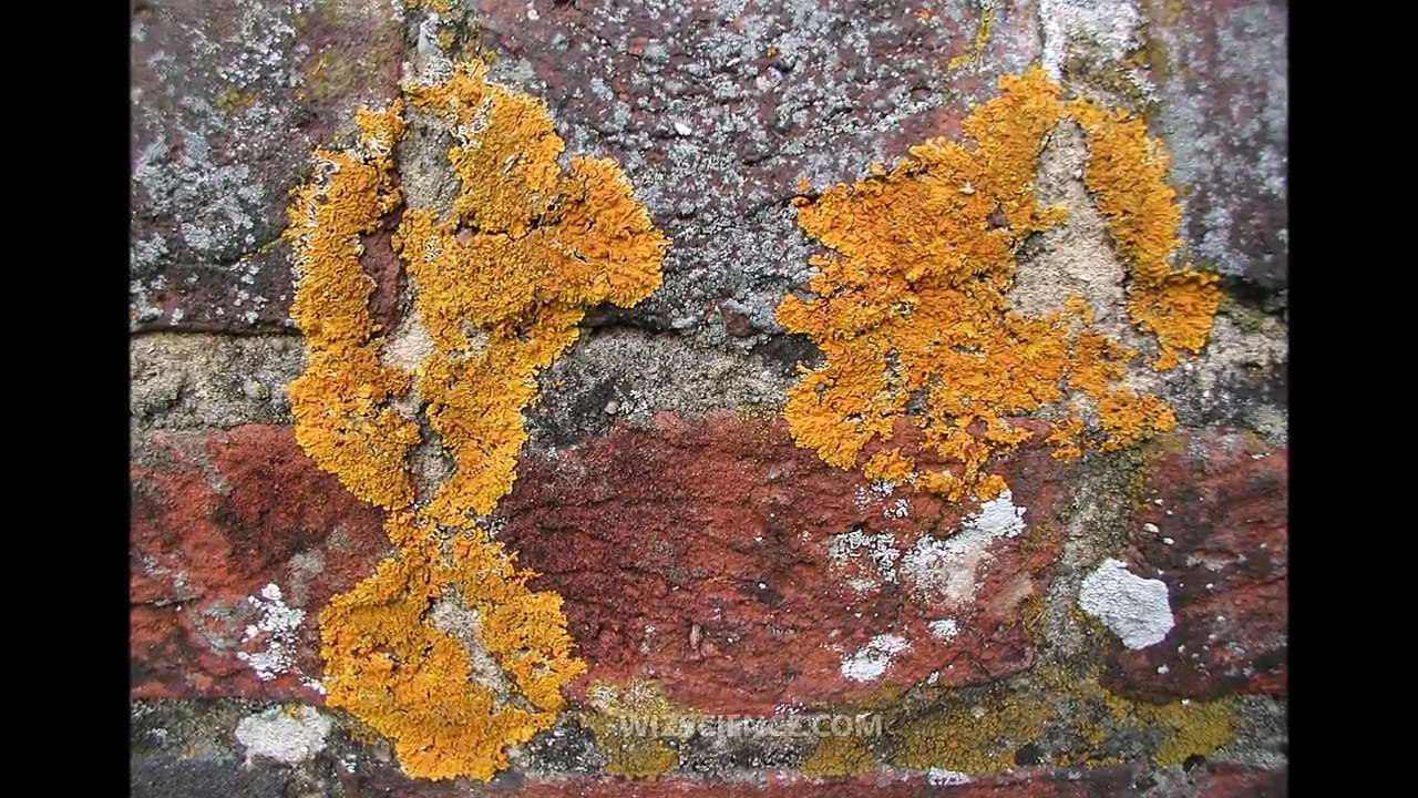 Lichen - Video Learning - WizScience.com