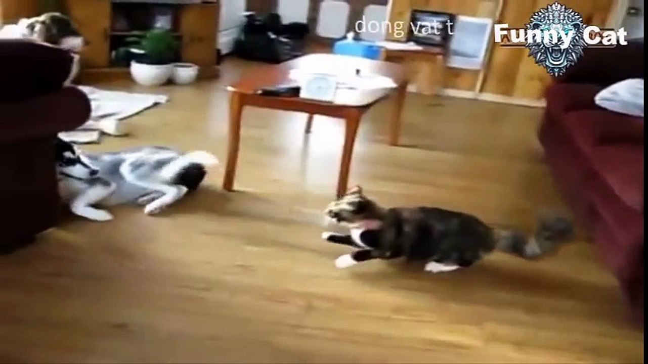 Funny Dog vs cat good friendship
