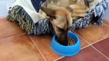 Ce chien si maigre et si faible a du mal à se tenir débout. Sept semaines après son sauvetage, il est méconnaissable !