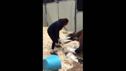 Ce cheval n'est pas décidé à s'entraîner