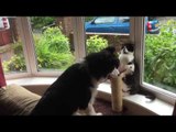 Furry Friends Fight Like Cat and Dog