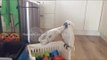 Cockatoo Enthusiastically Tries to Get Nuts From Plastic Bottle