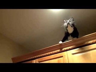 Ninja Cat Takes on Crane Fly