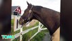 Researchers teach horses to communicate with humans using symbols