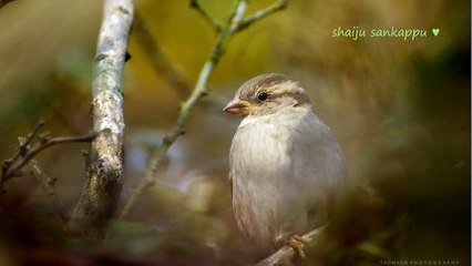 Aarorumillathe etho  ♥♥ ആരോരും ഇല്ലാതെ ഏതോ