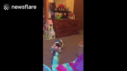 Girl, 10, gets surprised with puppy for her birthday