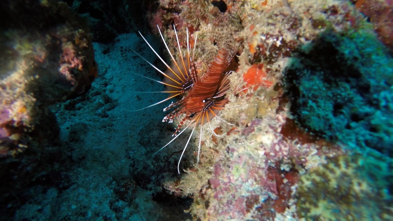 Malediven / Kuredu Island 24.08 - 07.09.2016 GoPro4 Teil 2
