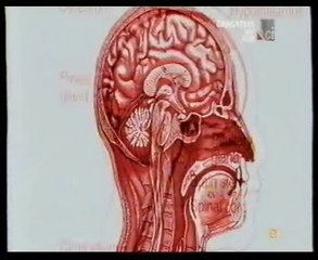 Alcoholismo cronico (Atrofia cerebelosa): Autopsia forense