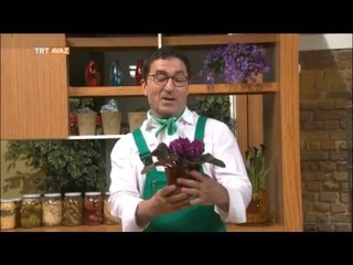 Menekşe Bakımının Püf Noktaları - Erkan Şamcı ile Doğal Yaşam - TRT Avaz