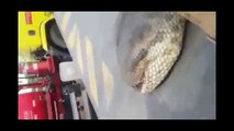 Anaconda gigante encontrada no Brasil