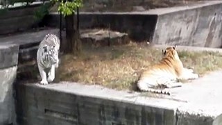 Mira cómo un tigre atacó a un   pavo