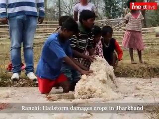 Ranchi: Hailstorm damages crops in Jharkhand