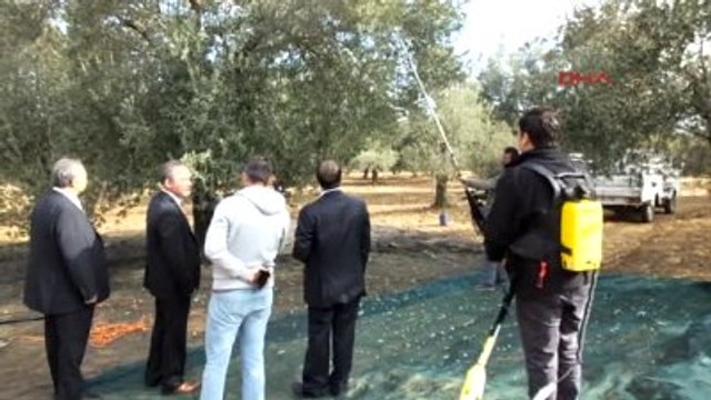 Balıkesir Burhaniye'de Zeytin Hasadına Başlandı