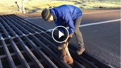 kangroo stuck in railway track