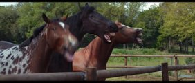 Mira la reacción de estos caballos con un hombre