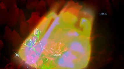 Guido Negraszus - Wild Roses-Q6cDocfQ1Vs-HQ