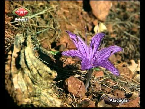 Aladağlar 1.bölüm TRT Belgesel