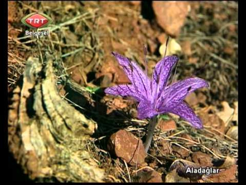 Aladağlar 1.bölüm TRT Belgesel