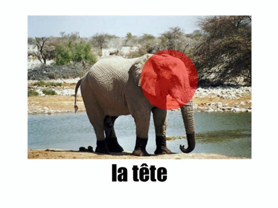Learn French - L elephant