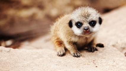 Малыши-экстремалы Суровые малыши (2016) Nat Geo