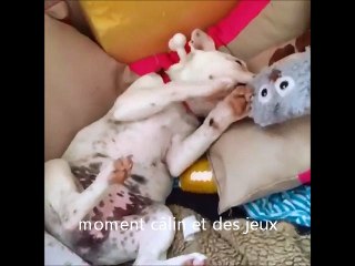 chiot Staffie câlins