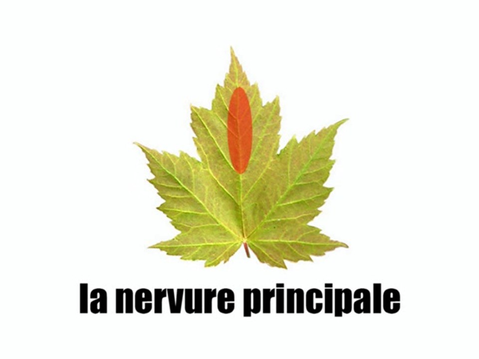 Learn French - La feuille