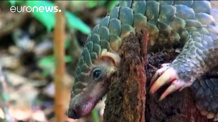 Trade in world's most-trafficked mammal banned