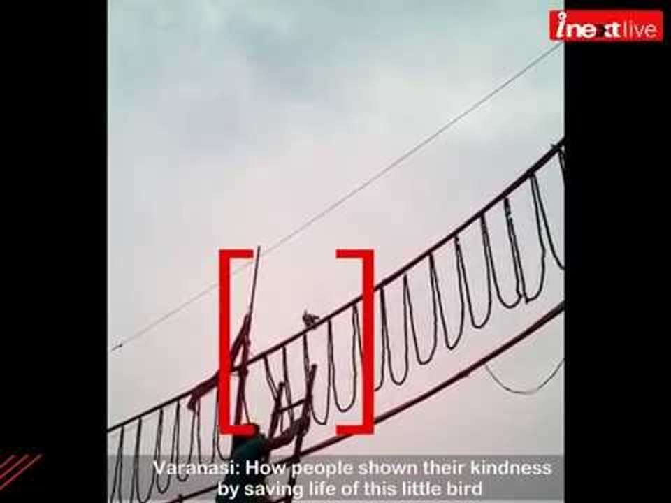 People save life of little bird at Assi Ghat, Varanasi